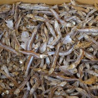 Taiwan study flags microplastics in dried fish across Asia