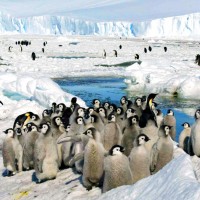 【再看牠一眼】不敵暖化 南極皇帝企鵝恐滅絕