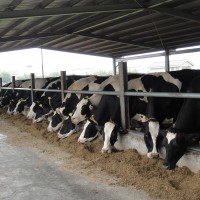 國際穀物價格創新高！台灣農委會鼓勵飼料原料用國產品　穩定畜產業發展