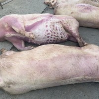 170 pigs struck by lightning in western Taiwan