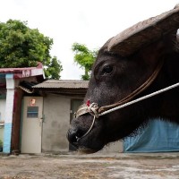 Taiwanese farmer finds retiring water buffalo animal shelter instead of slaughterhouse
