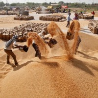 全球糧食危機現！印度突禁小麥出口 歐美缺水、俄烏戰爭將引糧食騷亂