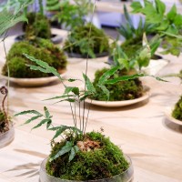 為期3個月！台灣阿里山植物資源豐　蕨類生態展登場
