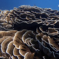 台灣小琉球珊瑚生態衰退　屏東縣政府啟動海洋資源復育計畫