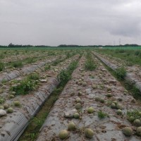 Taiwan sees NT$15 million in crop damages from torrential rains