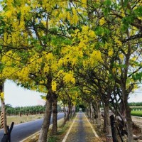 Ride a bike through ‘golden tunnel’ formed by cassia fistula flowers in southwestern Taiwan