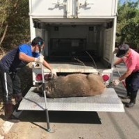 野生動物為生態保育與科學研究有貢獻　苗栗縣政府：民眾可協助「撿屍」並通報
