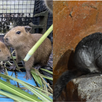 新竹動物園水豚、龍貓生寶寶！雙喜臨門 可愛爆表
