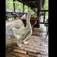 Surprising reason white goose at Taipei Zoo turns gray