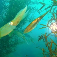 台灣北海岸第一個禁漁區　新北市野柳保育區用竹叢礁復育軟絲有成