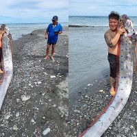 Huge 'earthquake fish' caught in eastern Taiwan