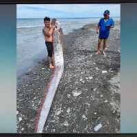 【龍宮使者】台灣東部太麻里海邊釣到長達6米、罕見「地震魚」 釣客對抗40分鐘才拉上岸