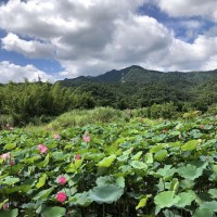 Lotus plants in New Taipei’s Shuangxi begin to bloom