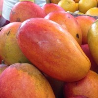 Taiwan questions Macau report of COVID on mangoes