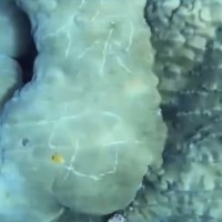 Outrage over words carved into coral reef near Taiwan's outlying island