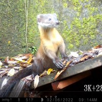 台灣森林療癒遊程逐年增！宜蘭太平山營造生態友善環境　增設野生動物安全通道