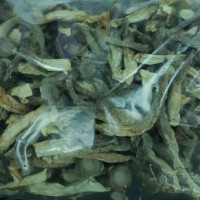 中國「茶樹菇、鹿茸菇」農藥殘留超標　「七葉膽」重金屬超標　遭台灣食藥署退運銷毀