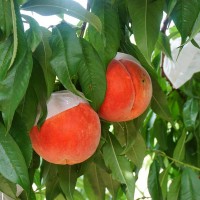Japan nabs Taiwanese peach exporters on forgery charges