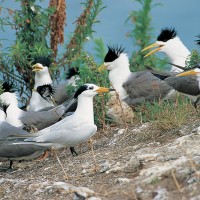 Taiwan woos birding enthusiasts in UK