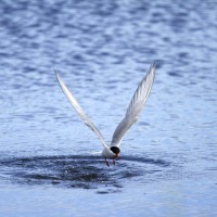 禽流感肆虐英國 繁殖季節反成海鳥死亡季