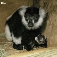 臺北市動物園：非洲動物區迎接新成員　白頸狐猴寶寶「依伍」初入群體