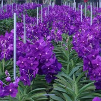 台灣新興熱帶花卉獲國際市場好評　萬代蘭外銷日本總額約4千萬元