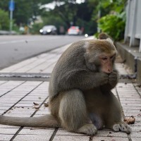 Rise in Formosan macaque deaths alarms Taiwan