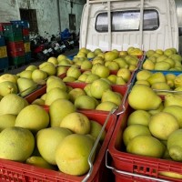 China pomelo ban will not affect Taiwan market
