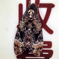 Death's head hawkmoth appears at Taiwan funeral parlor in Ghost Month