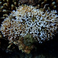 Taiwan coral reefs face bleaching risk due to lack of typhoons