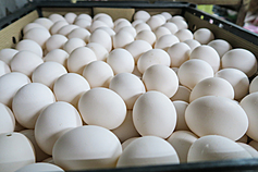 Taiwan hit by egg supply woes