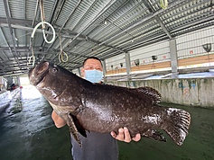 Taiwan groupers headed to US after China ban