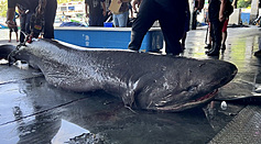 Taiwan fishermen catch rare bluntnose sixgill shark