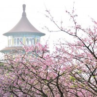 Tri-color cherry blossoms at New Taipei’s Tianyuan Temple