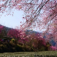 Bus tickets for viewing cherry blossoms at Taiwan's Wuling Farm still available