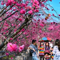 Tai-an cherry blossom season in central Taiwan starts this weekend