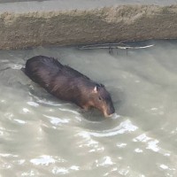 Escaped capybara captured in Taiwan's Miaoli
