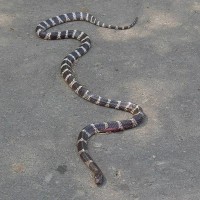 Venomous Taiwanese kraits, cobras plague central Taiwan bike path