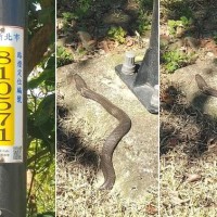 Cobra spotted on New Taipei bike path
