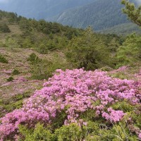 Traffic controls take toll during central Taiwan's rhododendron season