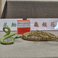 CDC lists six snake species that cause most bites in Taiwan