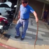 1.5-meter snake caught inside car in southern Taiwan