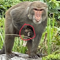 Taiwanese macaque nabs a kitten, help sought