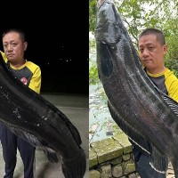 Man catches record-breaking giant snakehead fish in Taiwan's Sun Moon Lake