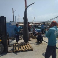 Taiwan fisherman catches huge dusky shark attacking fish farm in Penghu