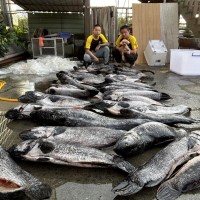 Fishermen reel in invasive giant snakehead fish at Taiwan’s Sun Moon Lake