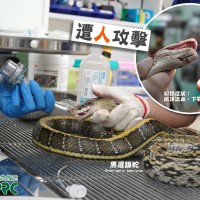Record number of calls for snake control in central Taiwan