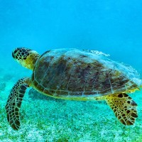 South Taiwan woman faces up to NT$1 million fine for taking sea turtle home