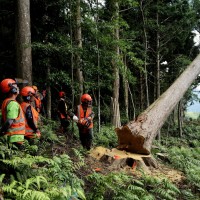 Timber poachers transition to sustainable forest management in central Taiwan