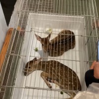 Taiwan deer thieves nabbed after typhoon